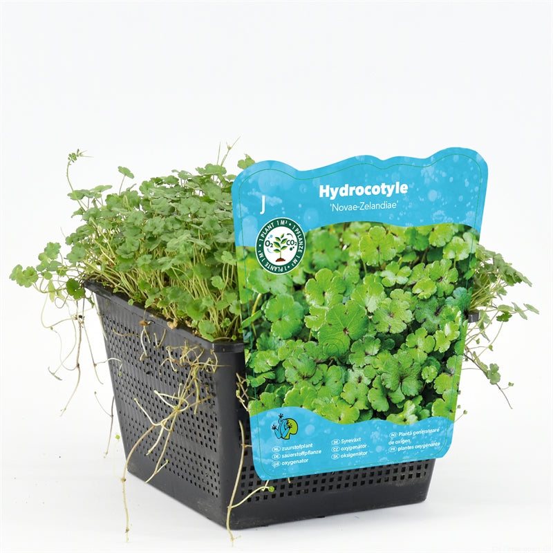 Waterplkw R. Moerings Hydrocotyle novae-zelandiae Pack of 3