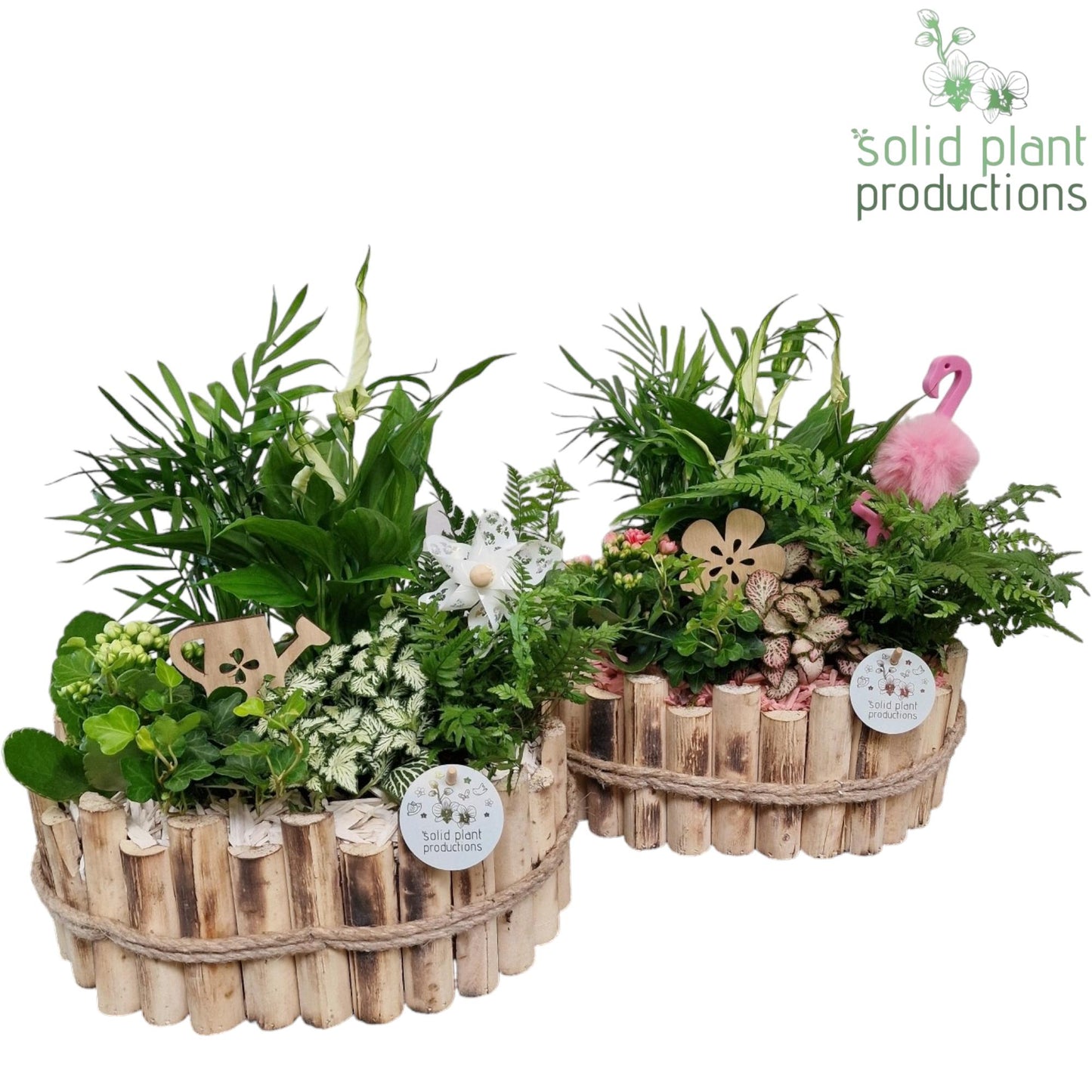Solid Plant Productions HSC007 Bologna Large White/Pink Mix Pack of 2