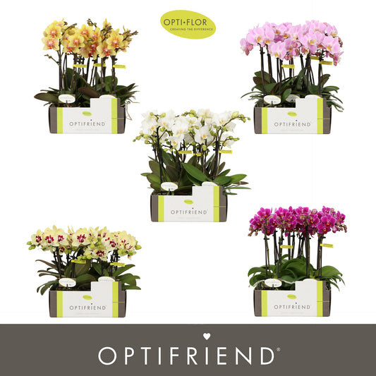 Phalaenopsis mix 25cm 7cm Pot