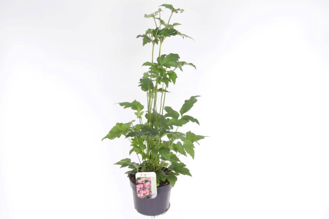 Anemone hup. Splendens 75cm 17cm Pot