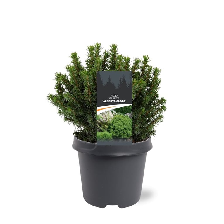 Picea gl. Alberta Globe 35cm 23cm Pot