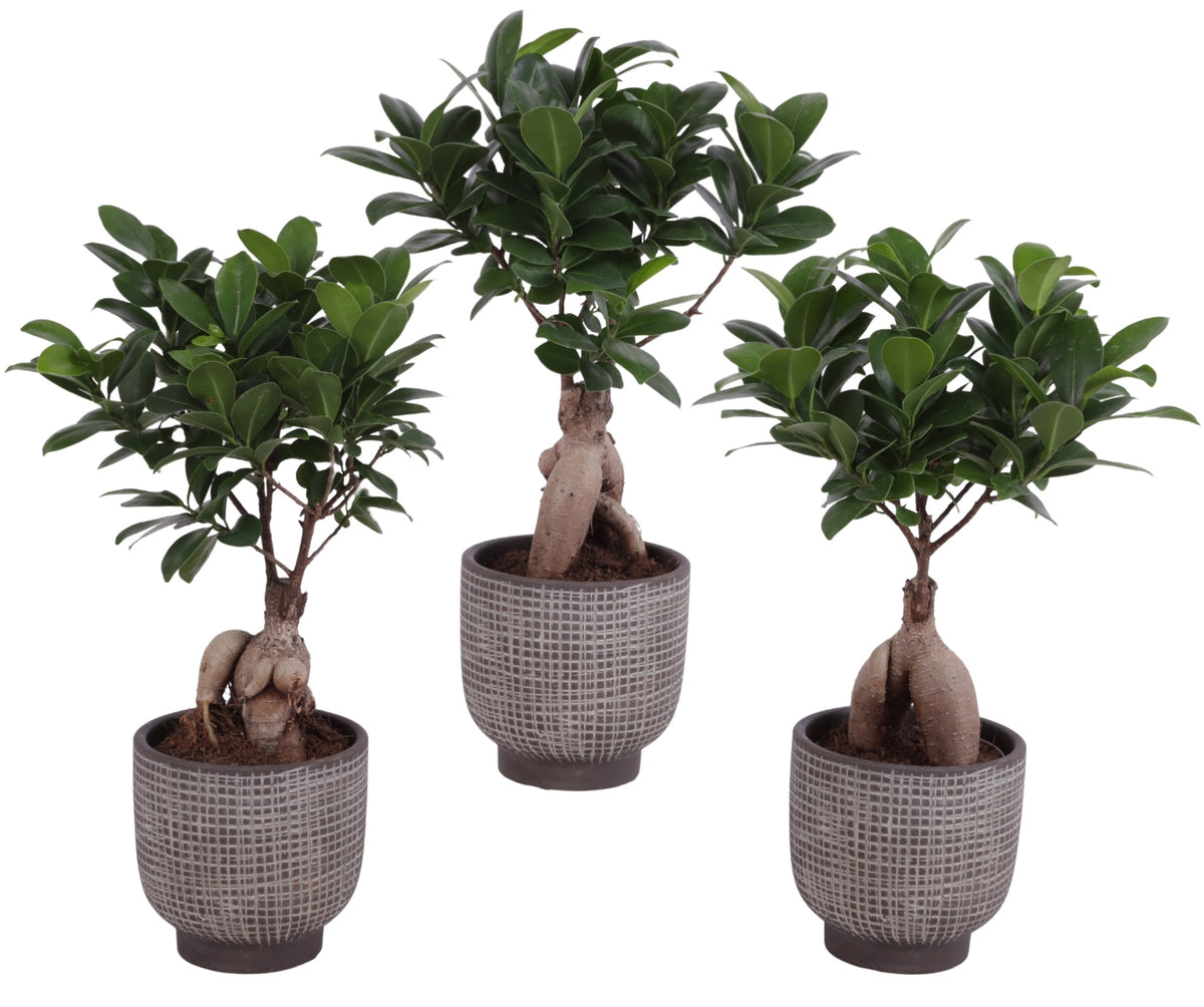 Ficus Ginseng 30cm 11cm Pot