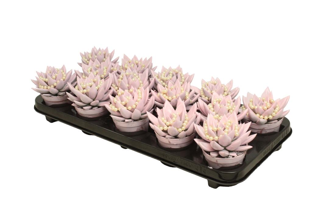 Echeveria colored Pastel pink 11cm 8.5cm Pot