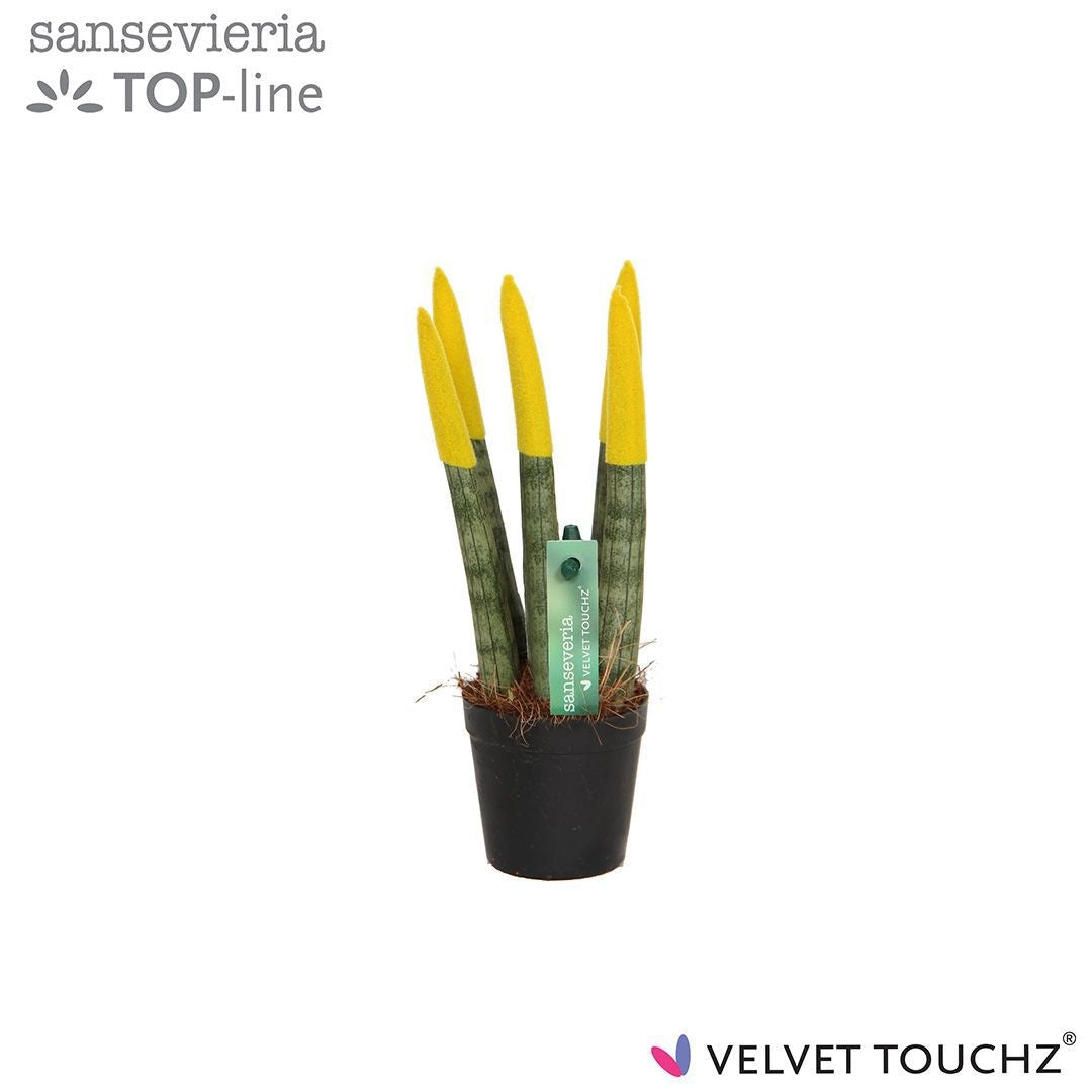 Sansevieria cylindrica 18cm 6cm Pot