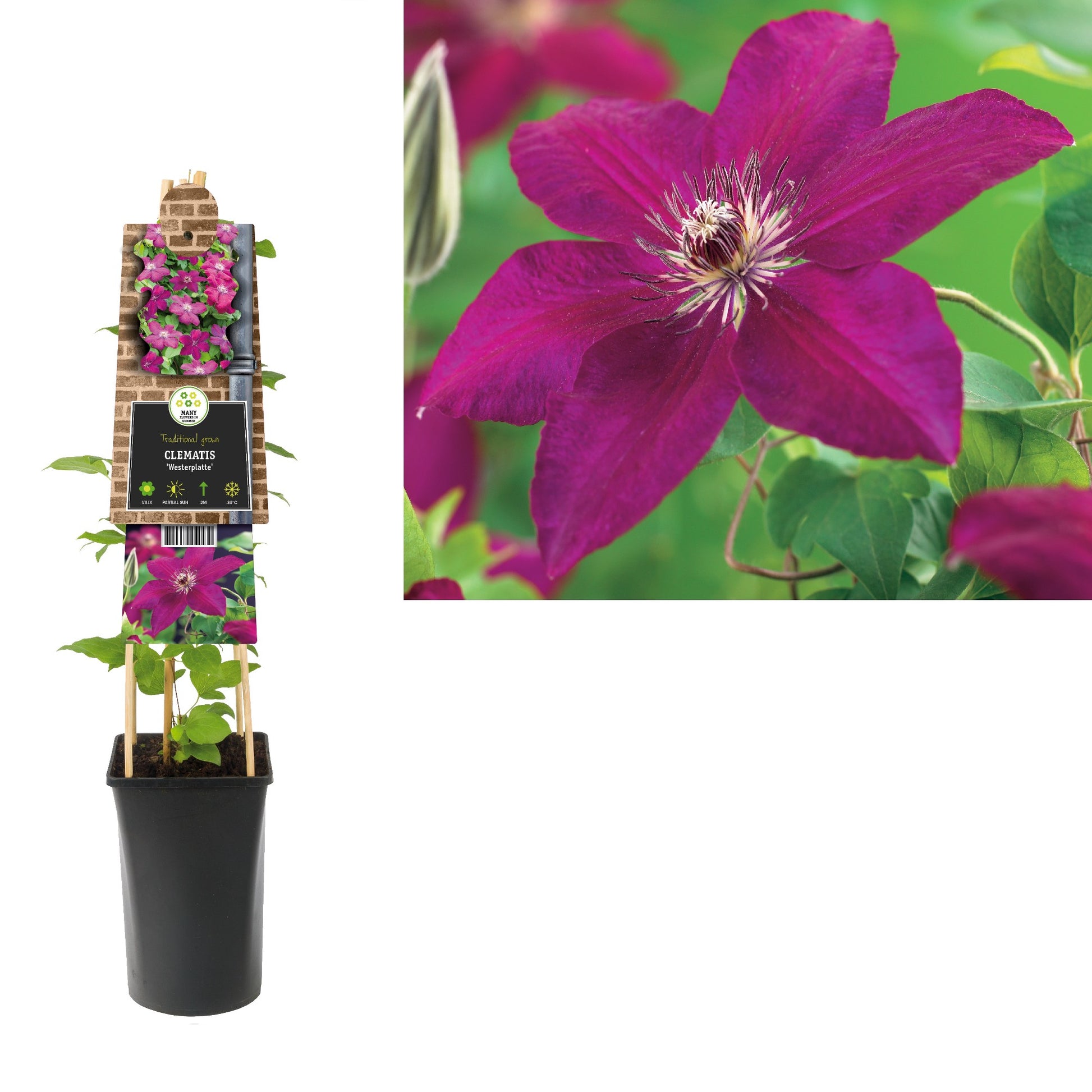 Clematis Westerplatte 75cm 17cm Pot