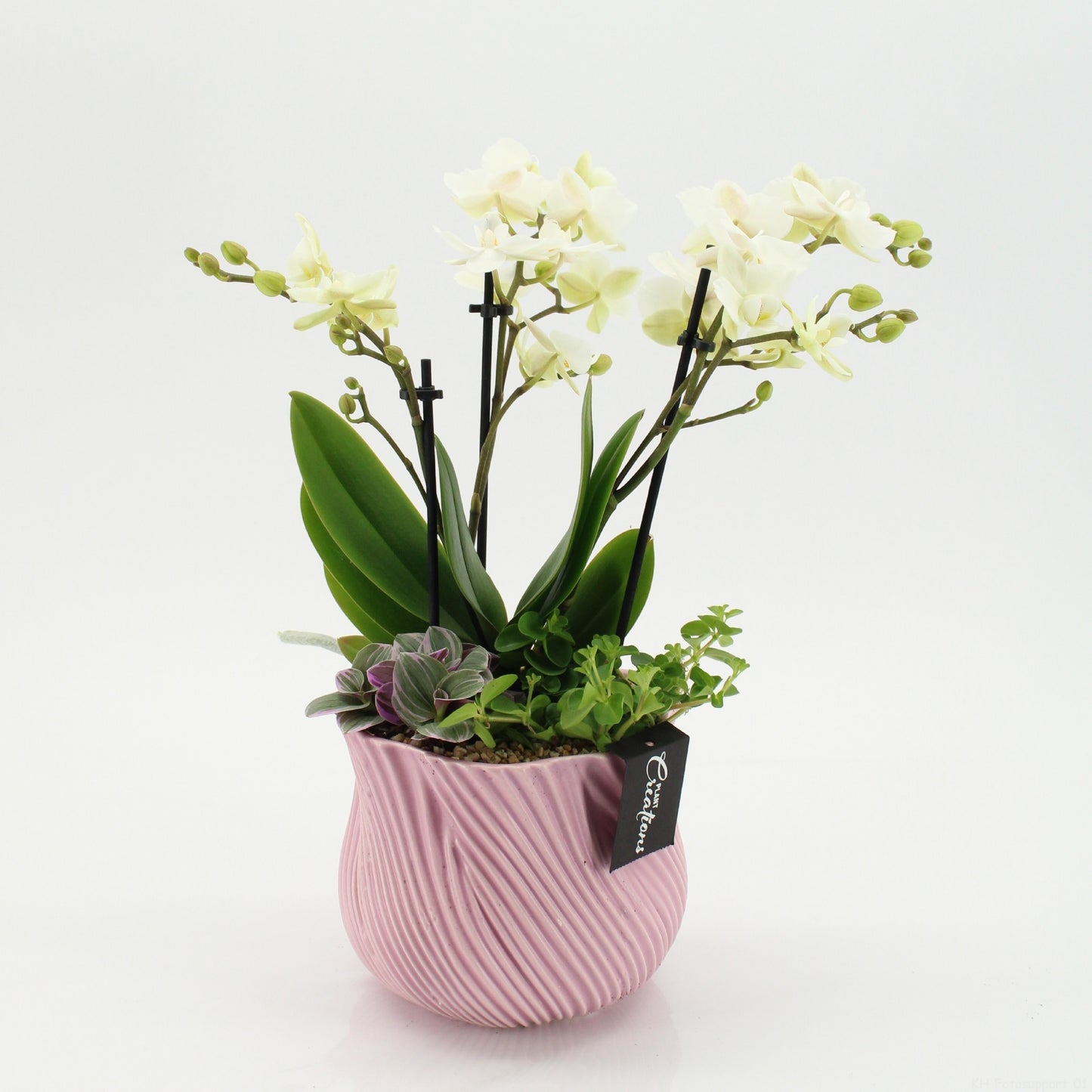 PHAL-2647W Phalaenopsis creatie 45cm 15cm Pot