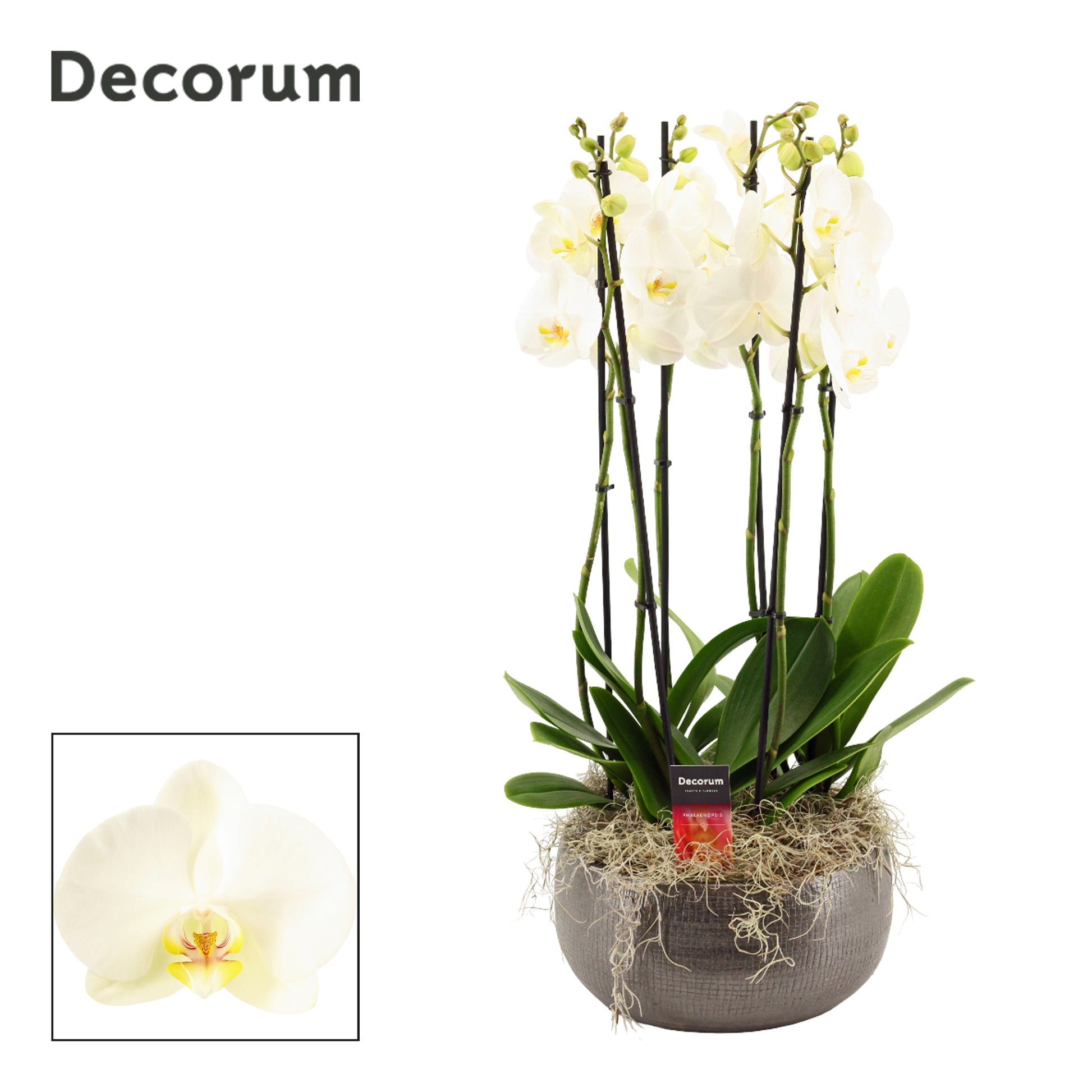 Phalaenopsis white 65cm 27cm Pot