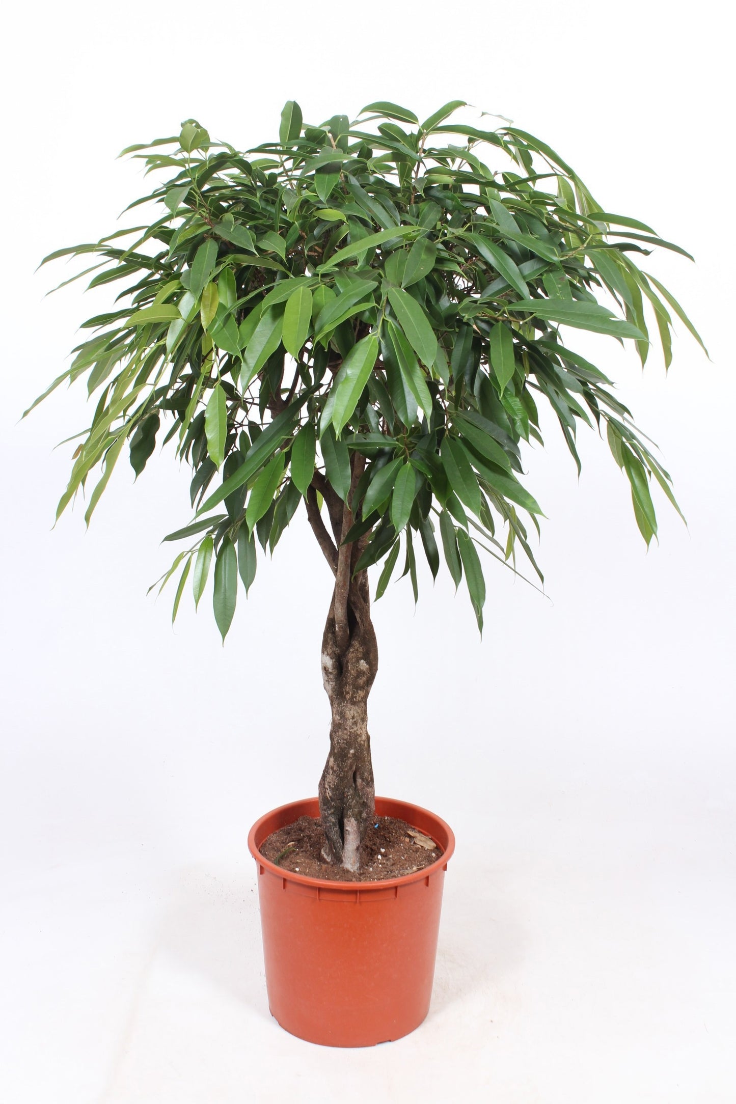 Ficus Amstel King 140cm 34cm Pot