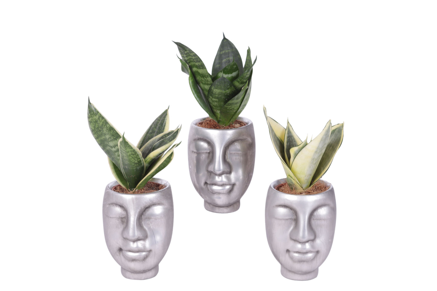 Sansevieria trifasciata 20cm 9cm Pot