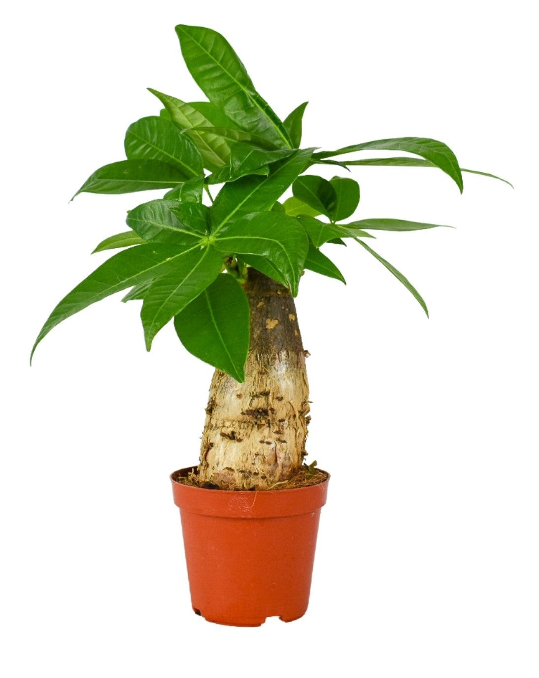 Pachira aquatica 25cm 9cm Pot