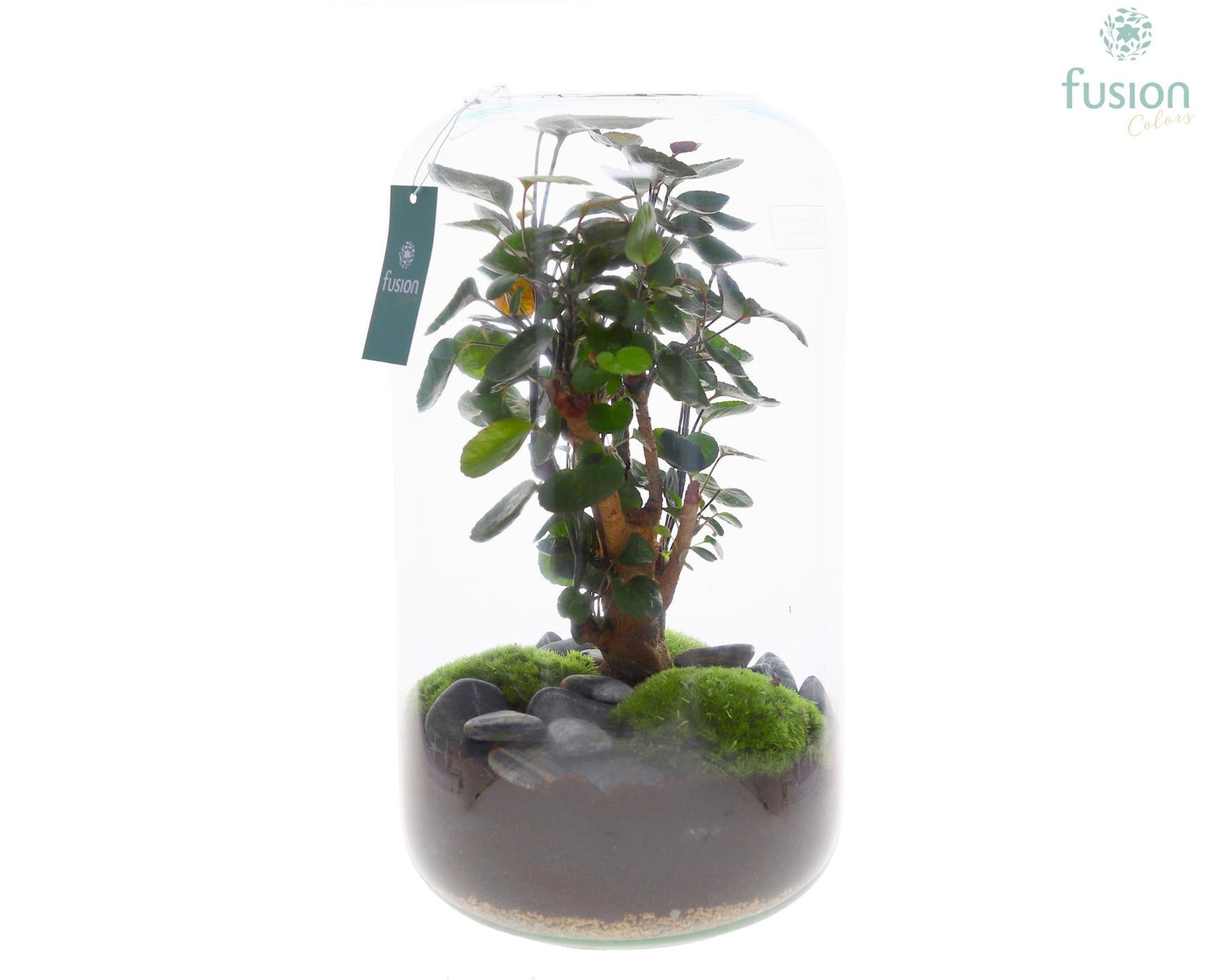 Green Bottle Isabella XXLarge met Polyscias mix 43cm 23cm Pot
