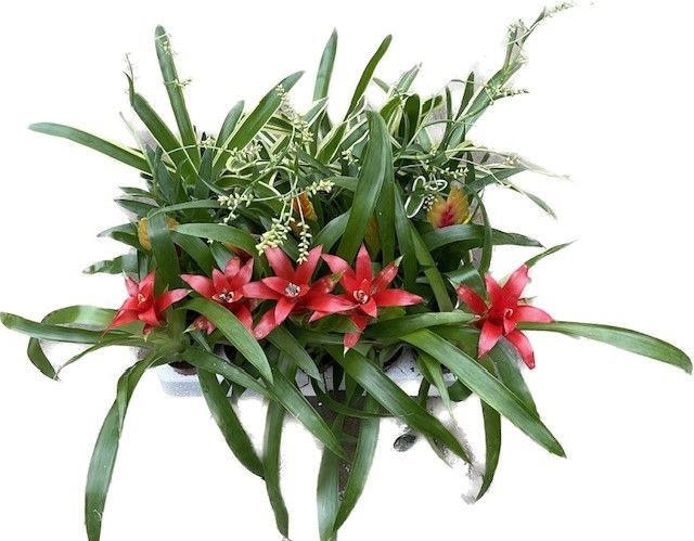 Aquarium plant mix 10cm 5cm Pot