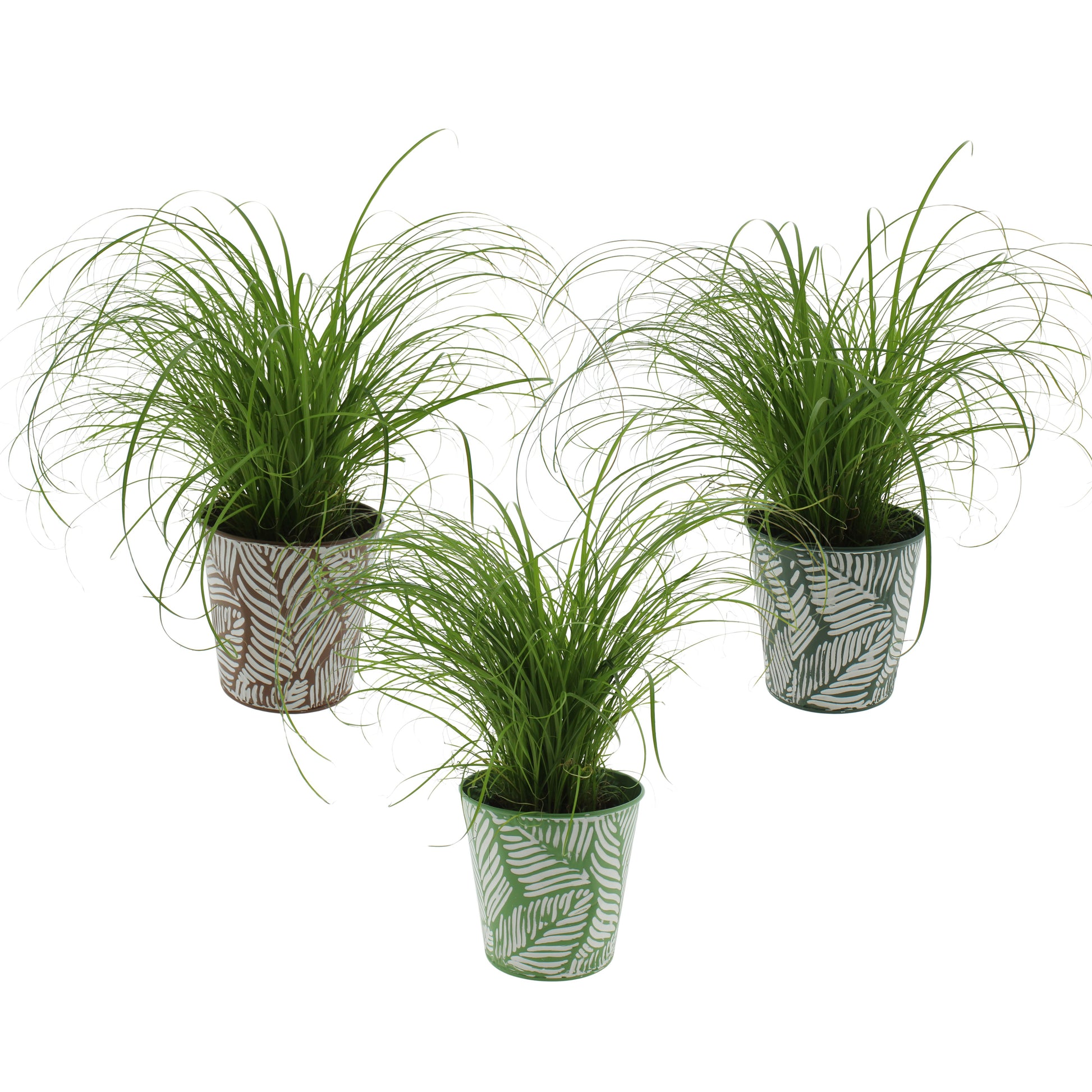 Cyperus Zumula (kitty grass) 27cm 12cm Pot