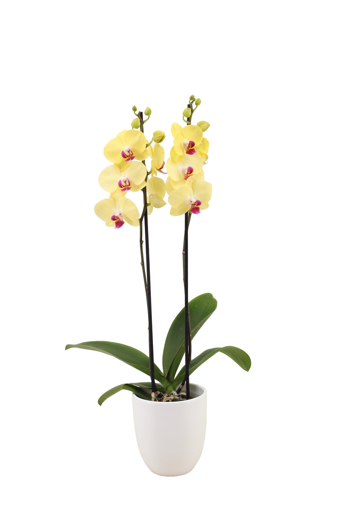 Phalaenopsis yellow 60cm 12cm Pot