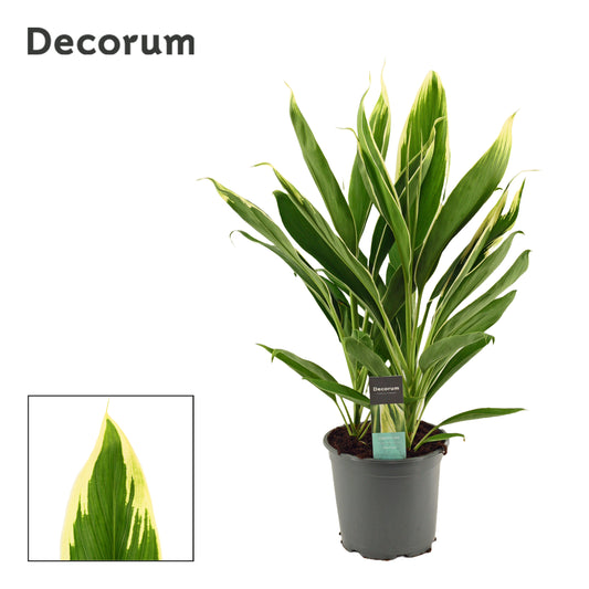 Cordyline frut. Conga 60cm 19cm Pot
