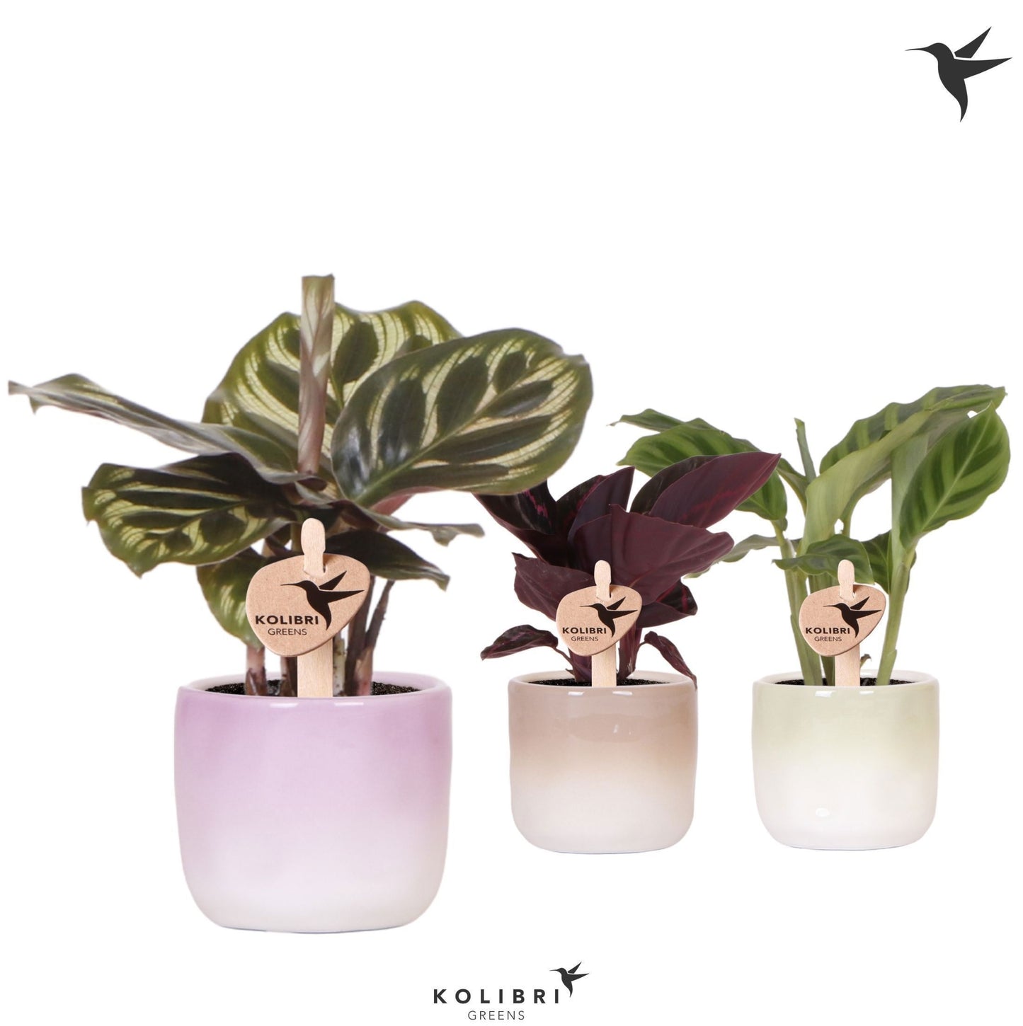 Calathea mix in ceramics 16cm 6cm Pot
