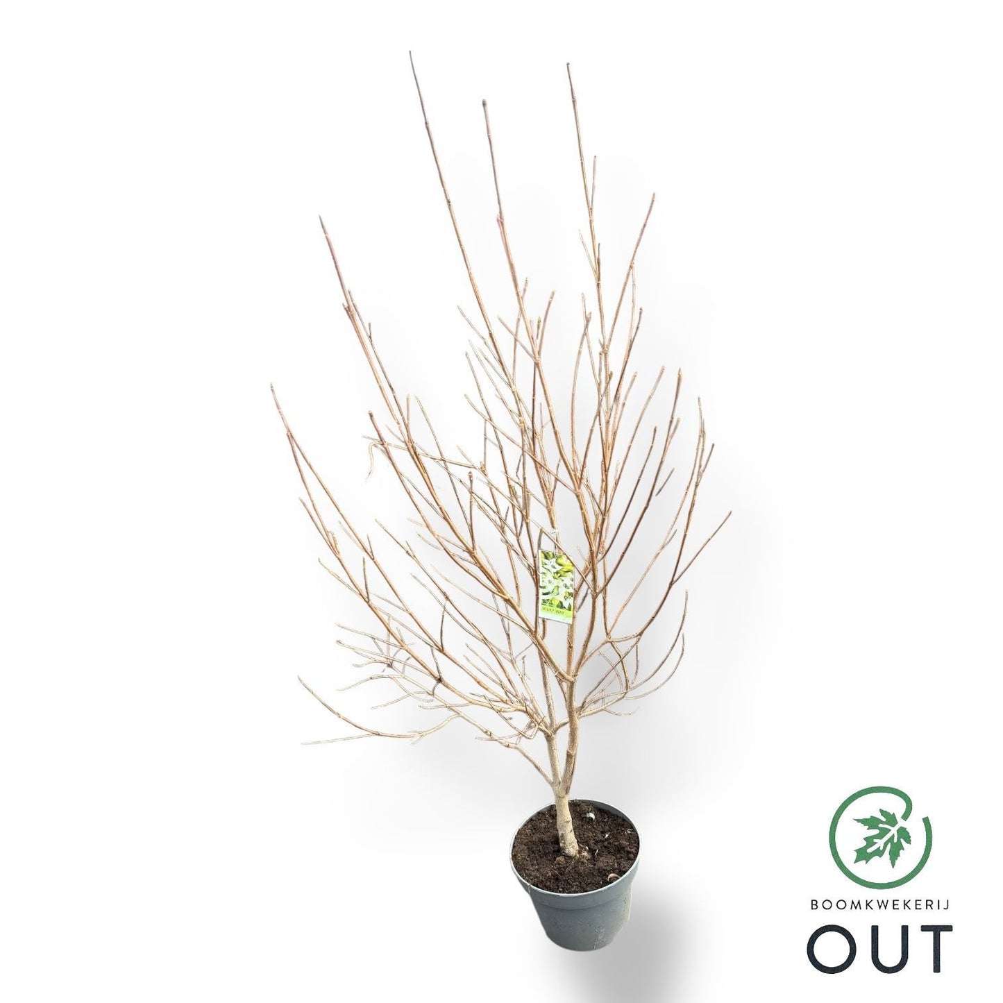 Cornus kousa Milky Way 120cm 29cm Pot