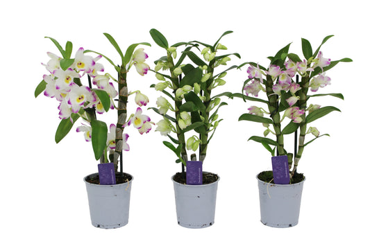Dendrobium nobile mix 40cm 12cm Pot