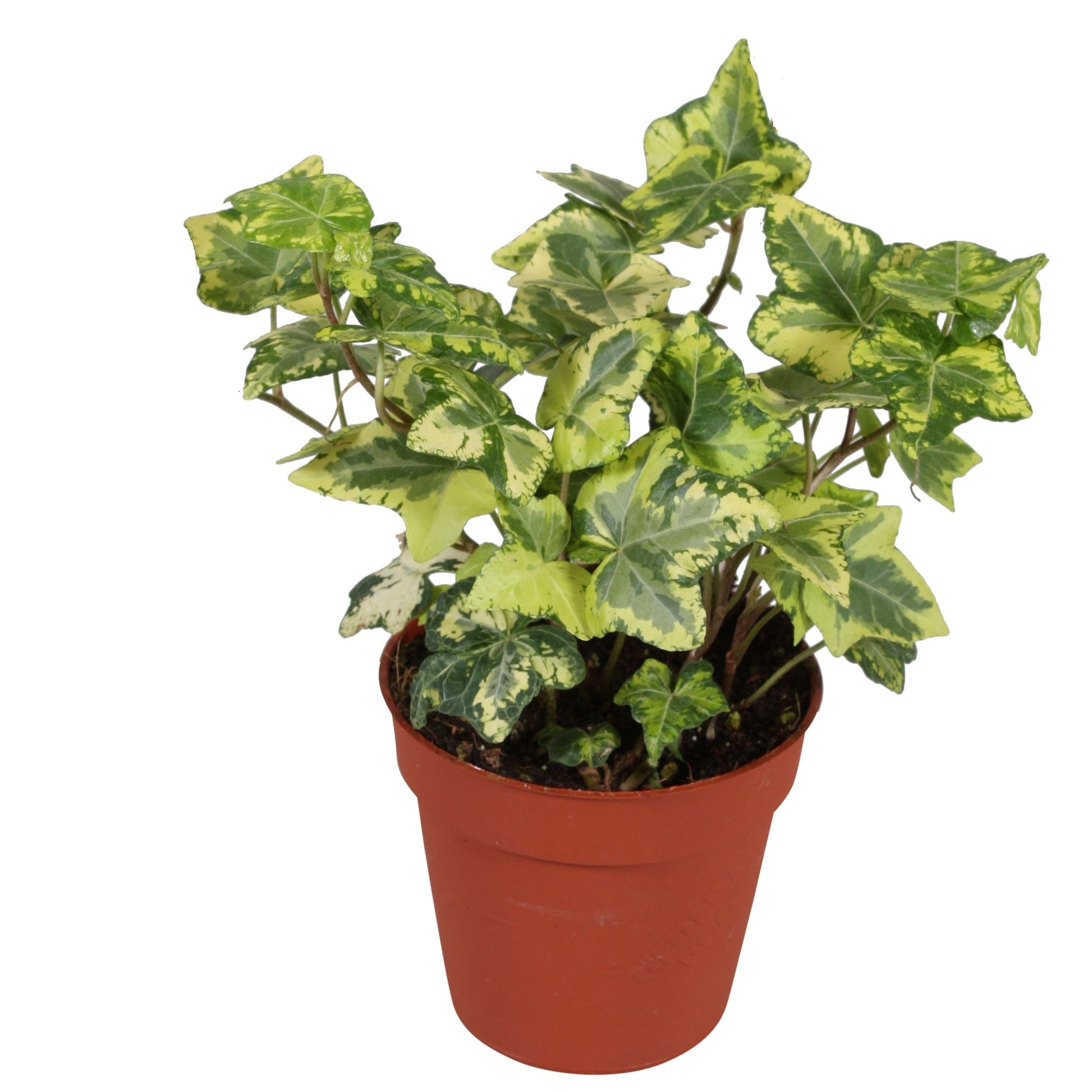 Hedera helix Golden Kolibri 9cm Pot