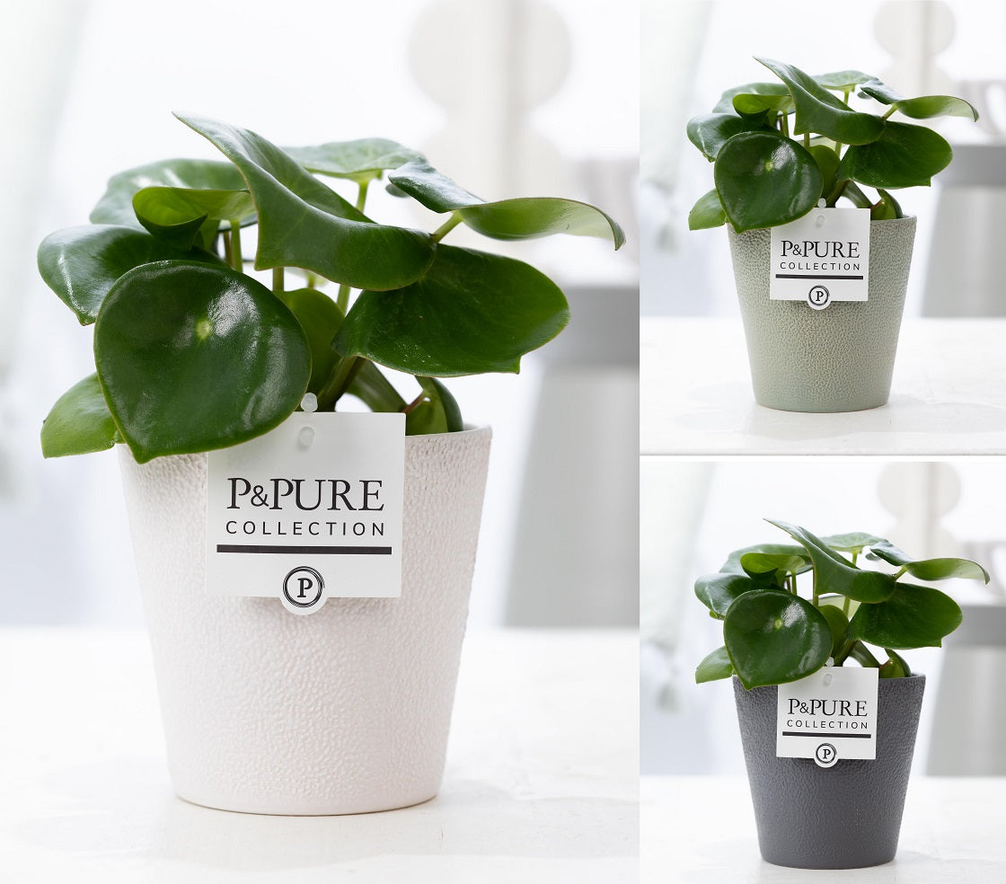 Peperomia Raindrop 25cm 12cm Pot