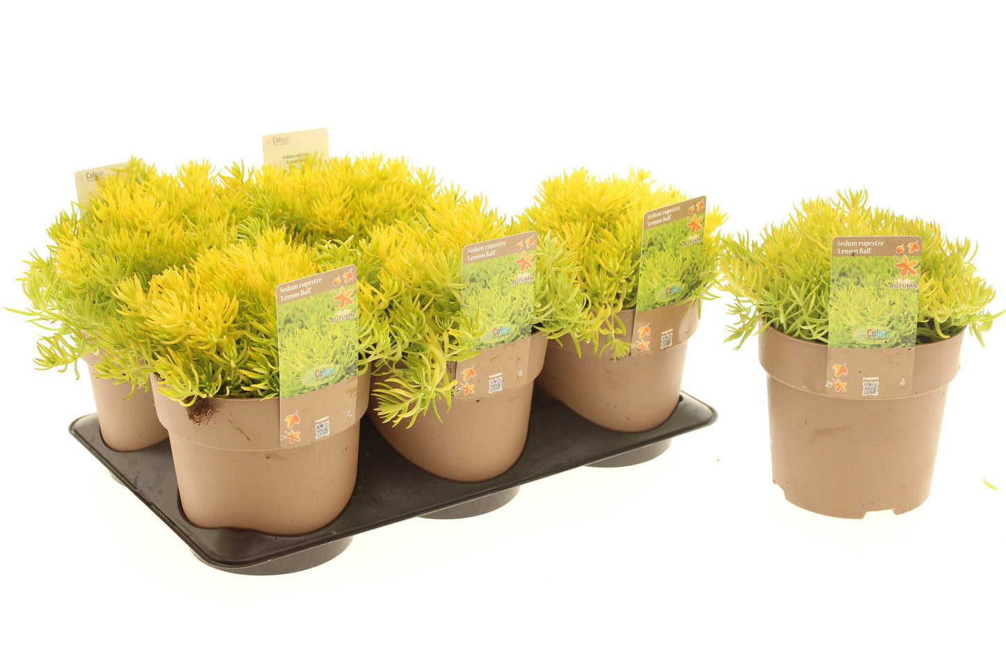 Sedum rup. Lemon Ball 25cm 15cm Pot