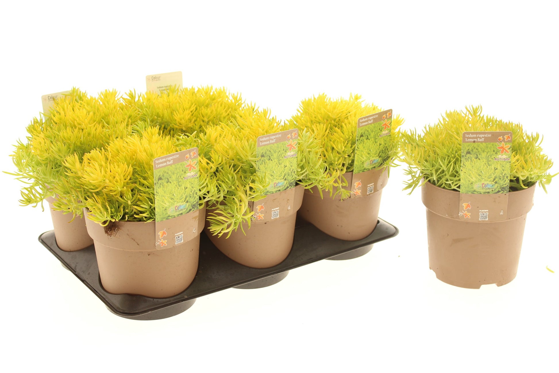 Sedum rup. Lemon Ball 25cm 15cm Pot