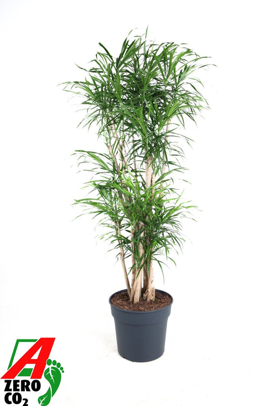 Dracaena ref. Anita 170cm 34cm Pot
