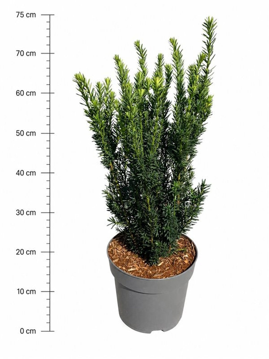 Taxus media Hillii 75cm 26cm Pot
