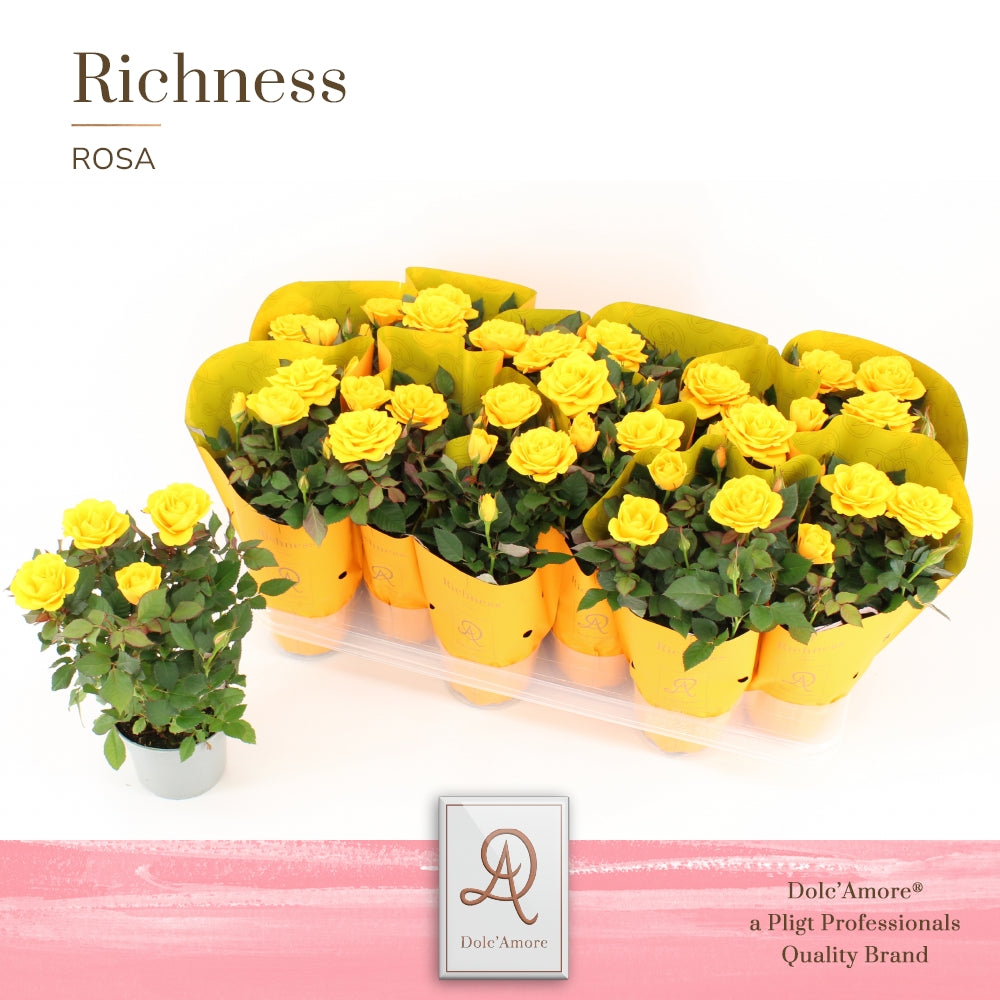 Rosa Kordana Sunflare 25cm 10.5cm Pot