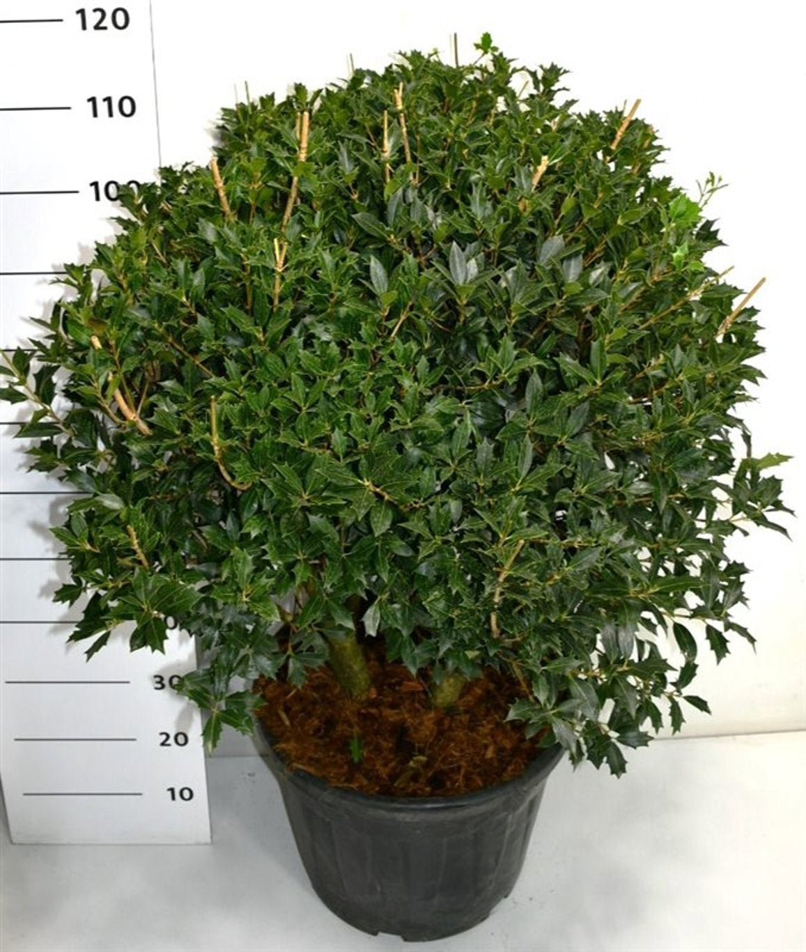 Osmanthus heterophyllus 120cm 40cm Pot
