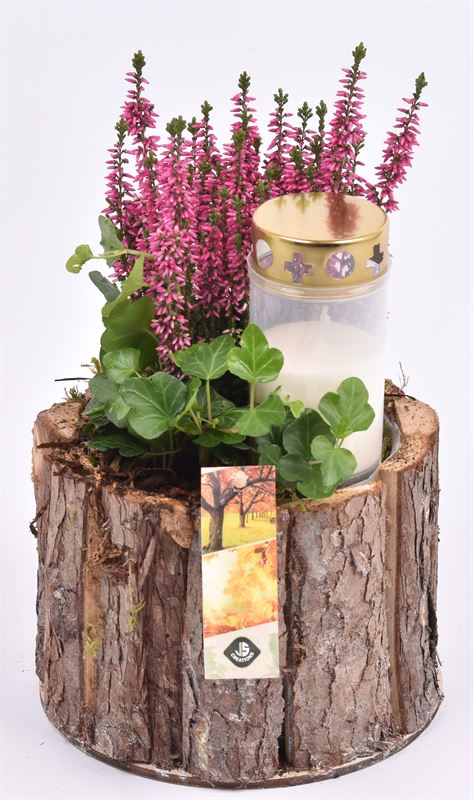 arr. JSAL-2003 17cm Pot