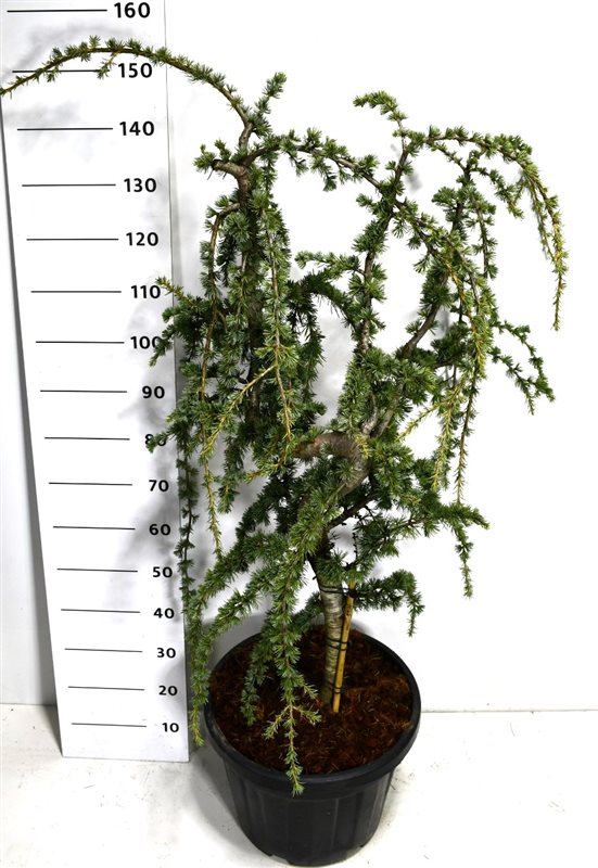 Cedrus atl. Glauca Pendula 170cm 40cm Pot