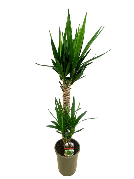Yucca elephantipes 125cm 19cm Pot