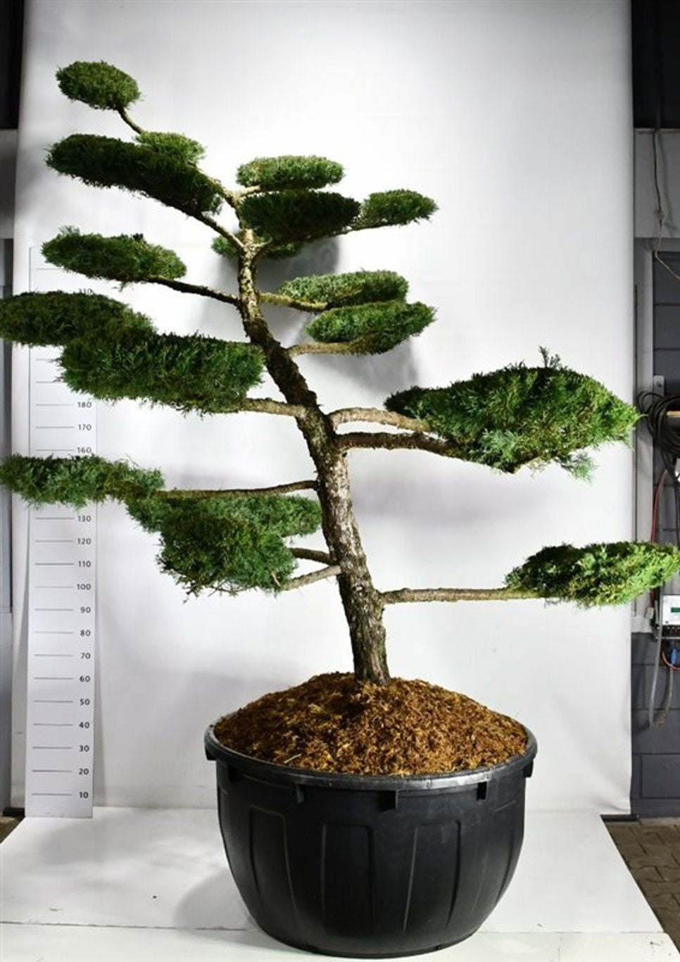Juniperus mix 300cm 110cm Pot