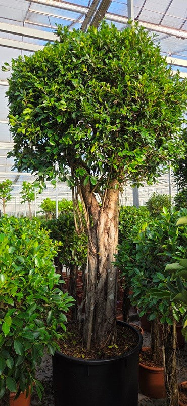 Ficus benjamina 325cm 85cm Pot
