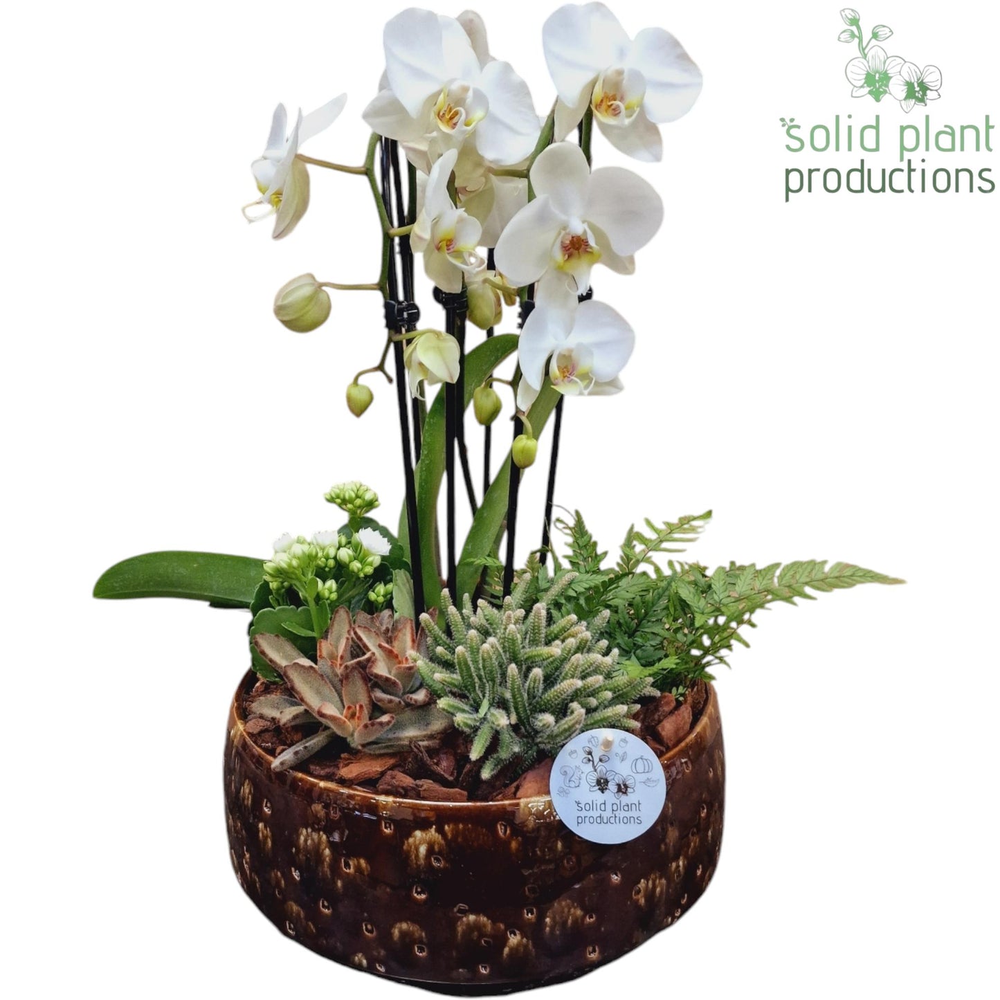 PH107 Sophia Brown Cascade 50cm 28cm Pot