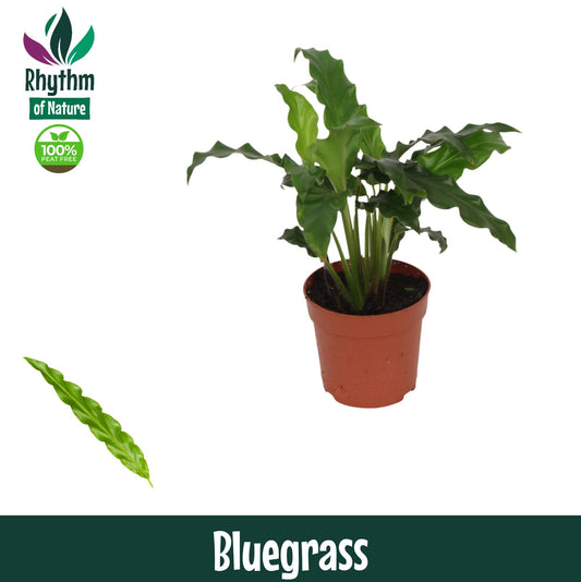 Calathea Blue Grass 15cm 7cm Pot