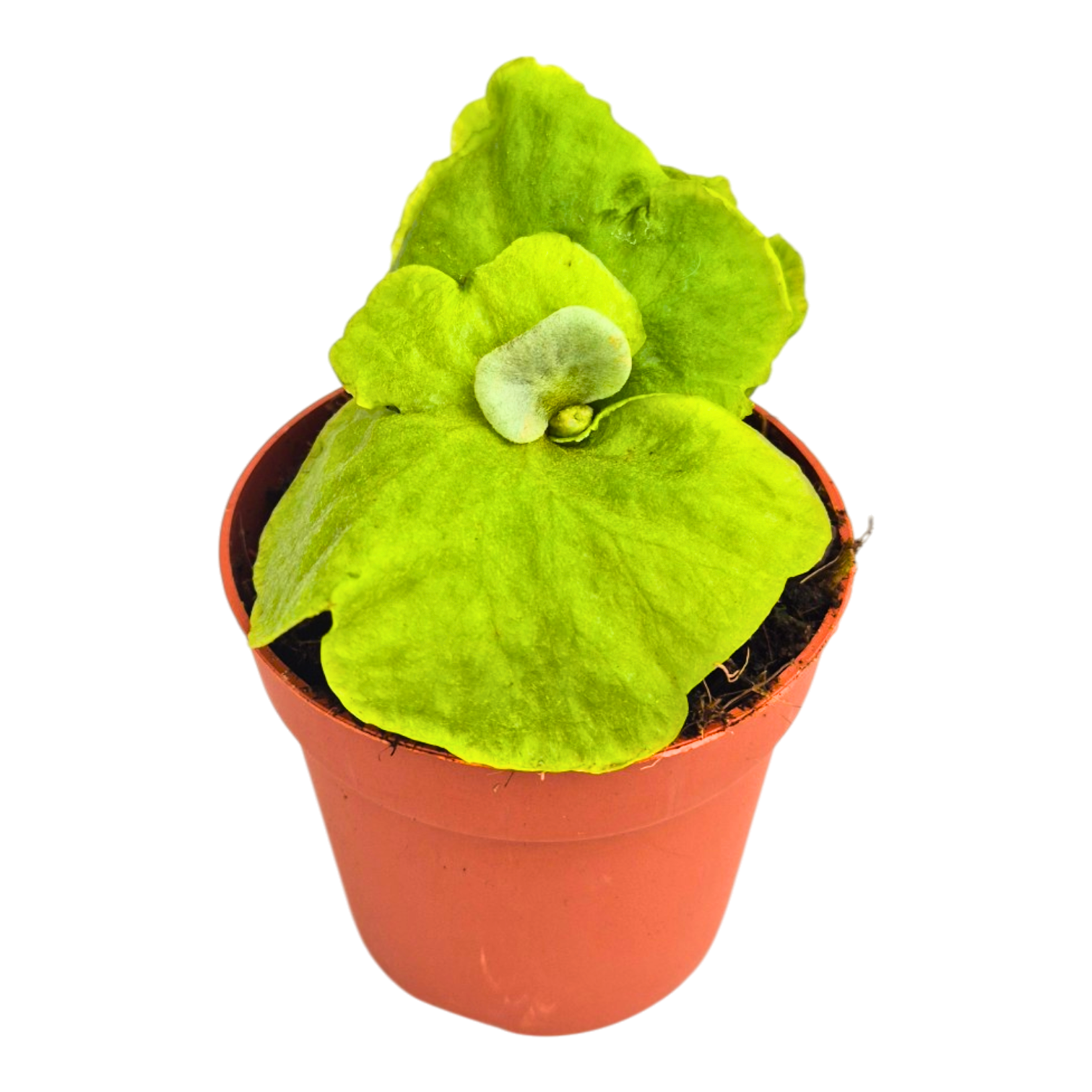 Platycerium Hybrid 15cm 7cm Pot