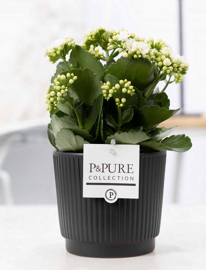 Kalanchoe Rosalina Don Paloma 27cm 12cm Pot