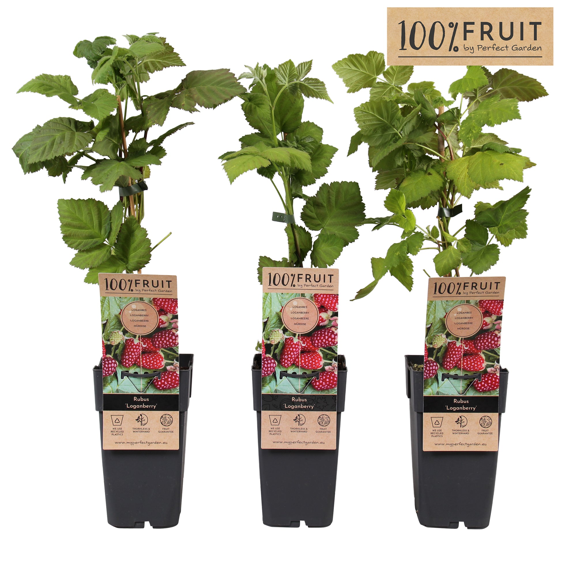 Hoogeveen Plants BV Rubus Loganberry (Raspberry x Blackberry hybrid) Pack of 10