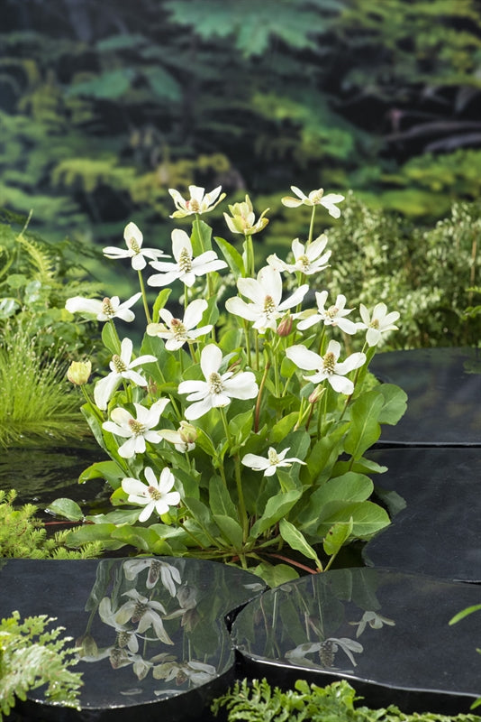 Waterplkw R. Moerings Anemopsis californica Pack of 3
