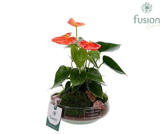 Green Bottle Iris Small met Anthurium 24 uur levertijd 20cm 15cm Pot