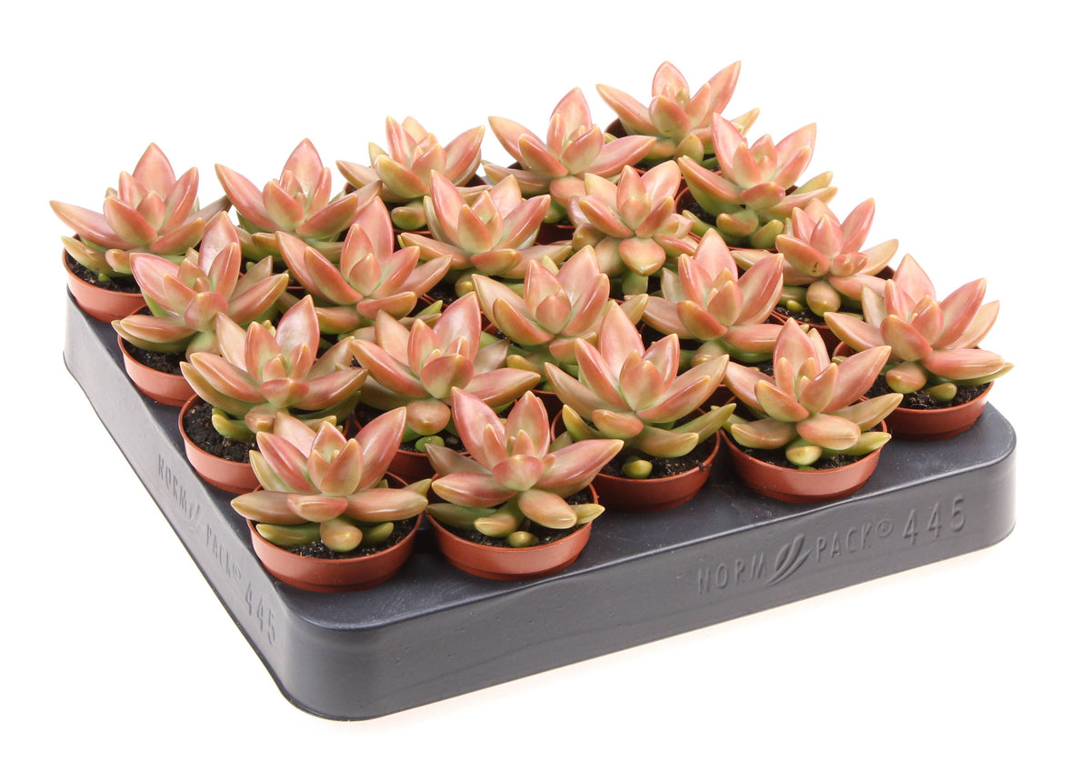 Sedum album 8cm 5.5cm Pot