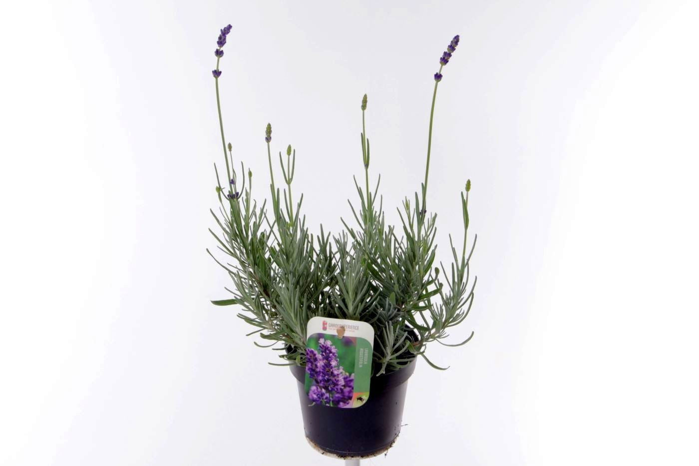 Lavandula ang. Havanna Dark 40cm 13cm Pot
