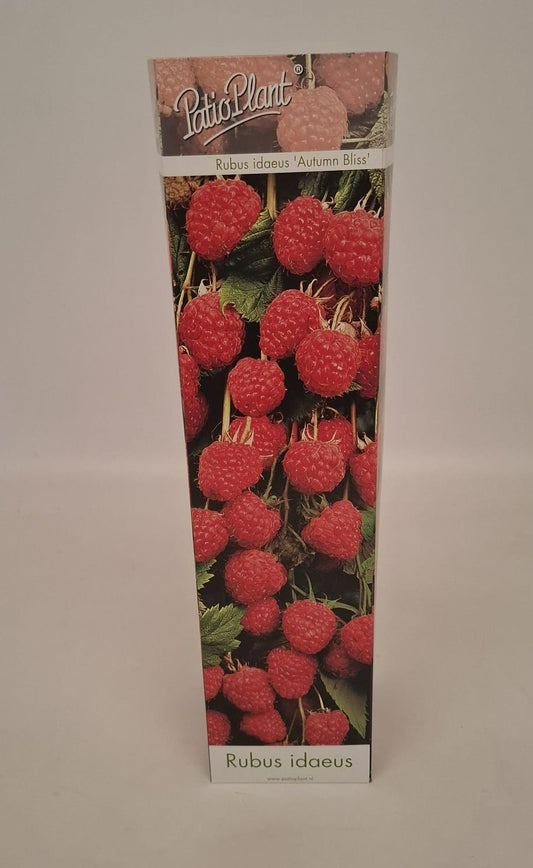 Fruit/Shrub Climber mix 30cm 9cm Pot