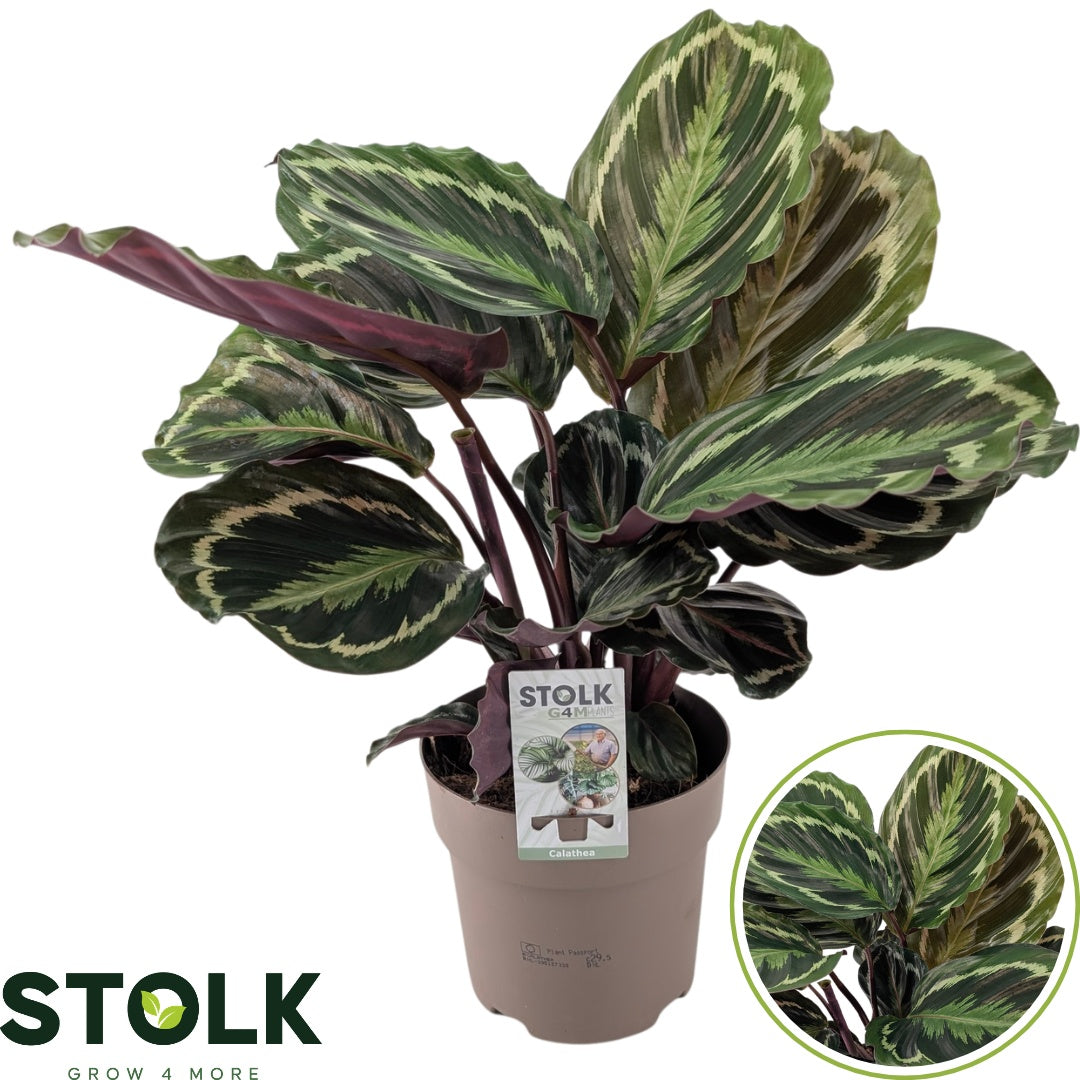 Calathea Medallion 70cm 17cm Pot
