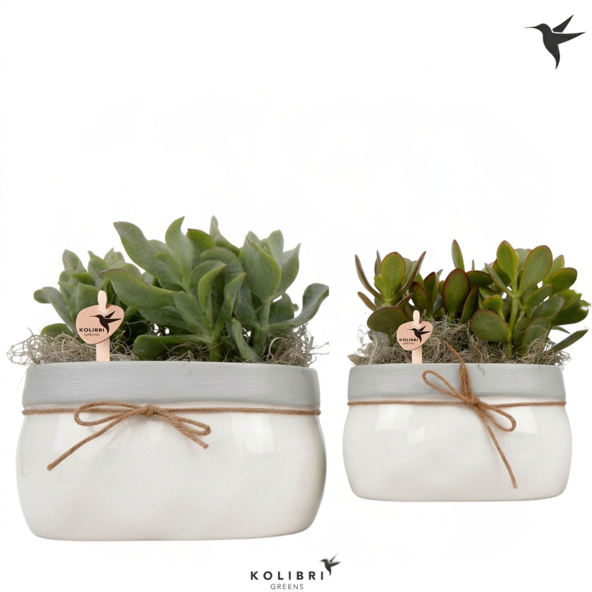 Succulent mix 22cm 18cm Pot