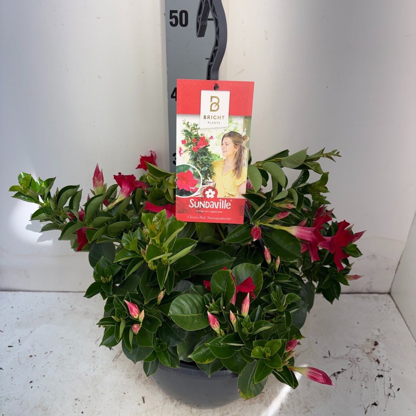 Mandevilla Red 50cm 25cm Pot