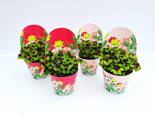 Oxalis deppei 17cm 9cm Pot