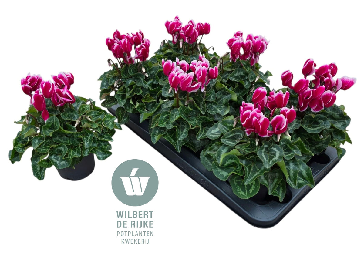 Cyclamen Allure Fuji 25cm 12cm Pot